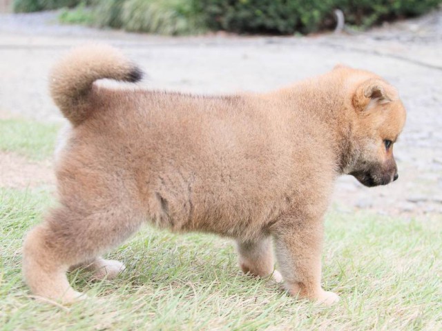 IMG_3335shibainu-puppy-shibainu Puppy IMG_3335shibainu-puppy-shibainu Puppy