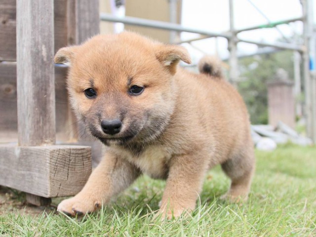 IMG_3340shibainu-puppy-shibainu Puppy IMG_3340shibainu-puppy-shibainu Puppy