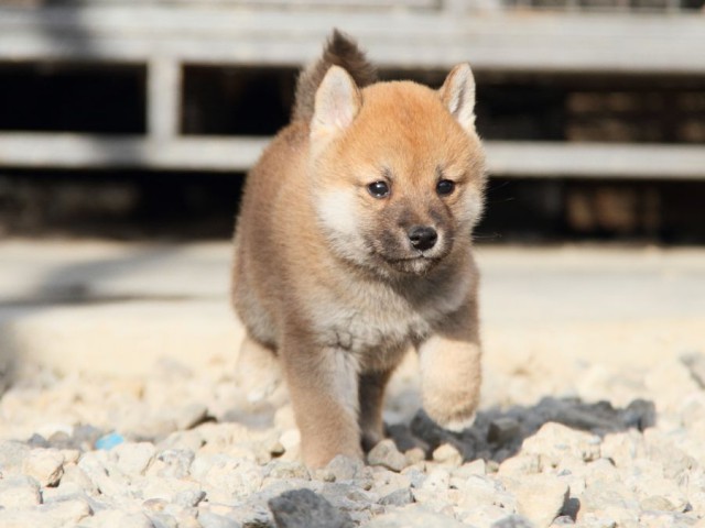 IMG_3345-shibainu-koinu IMG_3345-shibainu-koinu