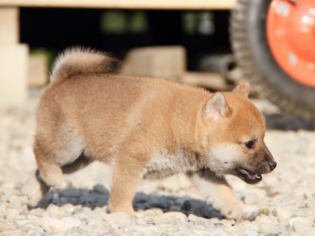 IMG_3355-shibainu-koinu IMG_3355-shibainu-koinu