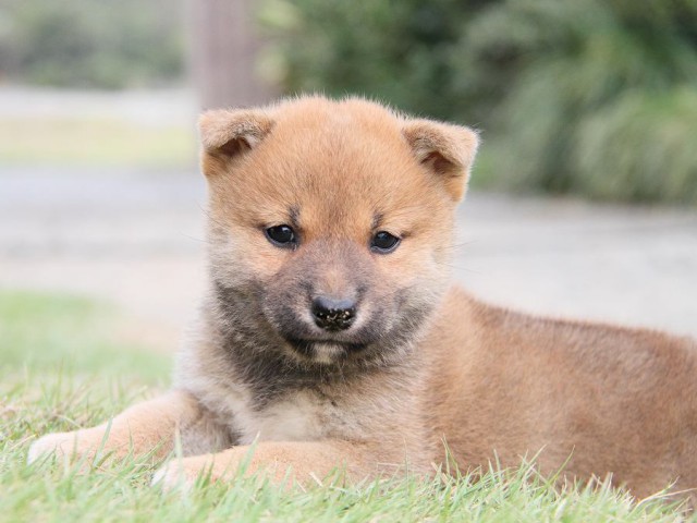 IMG_3359shibainu-puppy-shibainu Puppy IMG_3359shibainu-puppy-shibainu Puppy