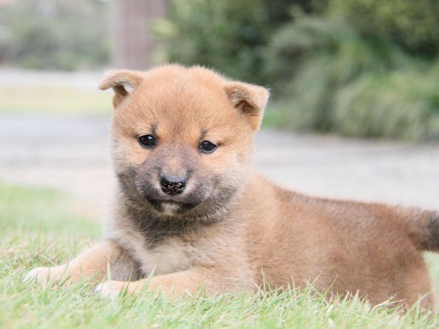 IMG_3361shibainu-puppy-shibainu Puppy IMG_3361shibainu-puppy-shibainu Puppy