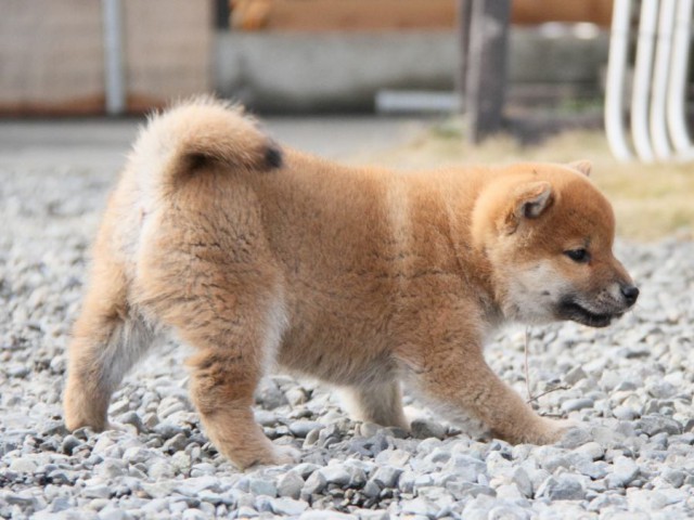 IMG_3559-shibainu-koinu IMG_3559-shibainu-koinu