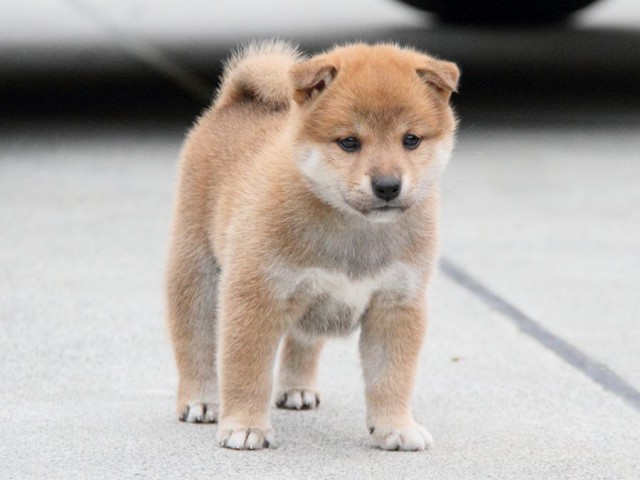 IMG_3562shibainu-puppy-shibainu Puppy IMG_3562shibainu-puppy-shibainu Puppy