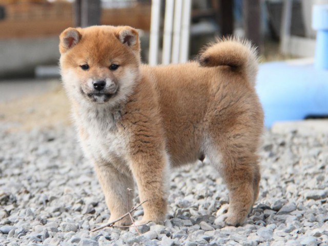 IMG_3581-shibainu-koinu IMG_3581-shibainu-koinu