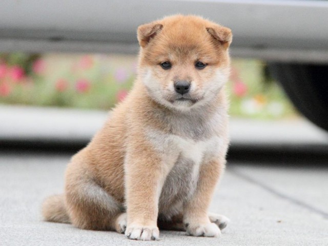 IMG_3587shibainu-puppy-shibainu Puppy IMG_3587shibainu-puppy-shibainu Puppy