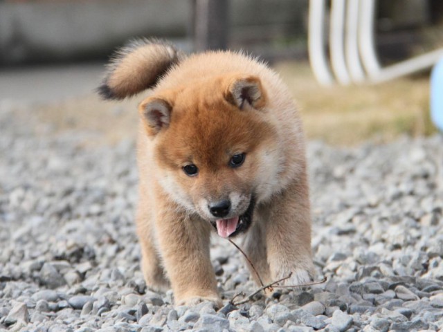 IMG_3595-shibainu-koinu IMG_3595-shibainu-koinu