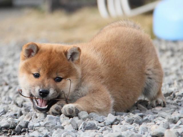 IMG_3603-shibainu-koinu IMG_3603-shibainu-koinu