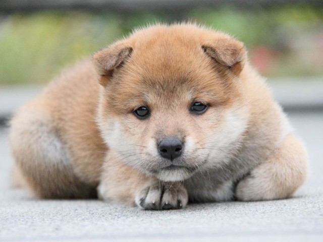 IMG_3607shibainu-puppy-shibainu Puppy IMG_3607shibainu-puppy-shibainu Puppy