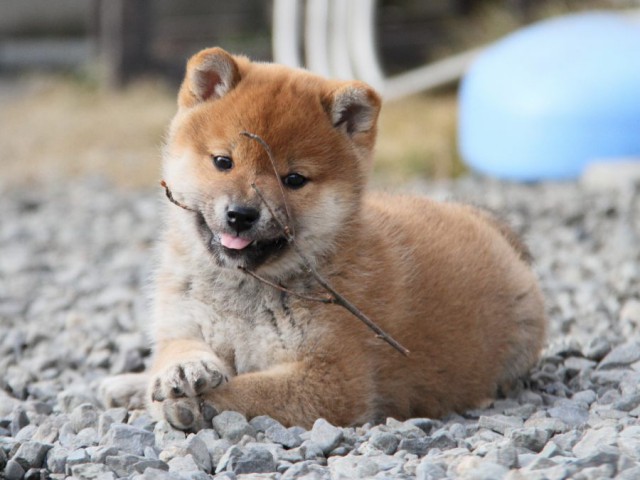 IMG_3610-shibainu-koinu IMG_3610-shibainu-koinu
