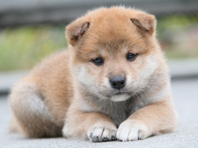 IMG_3610shibainu-puppy-shibainu Puppy IMG_3610shibainu-puppy-shibainu Puppy