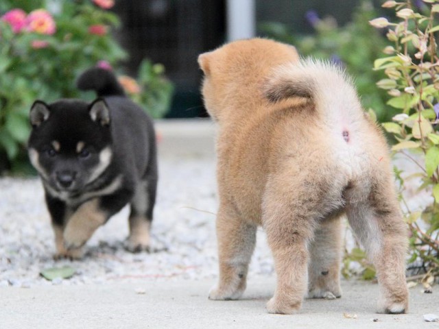 IMG_3627shibainu-puppy-shibainu Puppy IMG_3627shibainu-puppy-shibainu Puppy
