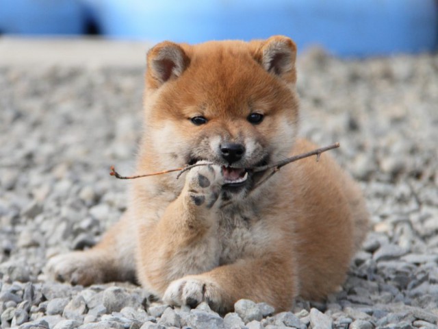 IMG_3628-shibainu-koinu IMG_3628-shibainu-koinu