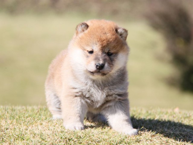 IMG_3666-shibainu-koinu IMG_3666-shibainu-koinu