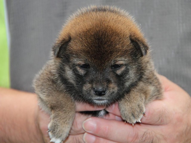 IMG_3681-shibainu-puppy IMG_3681-shibainu-puppy