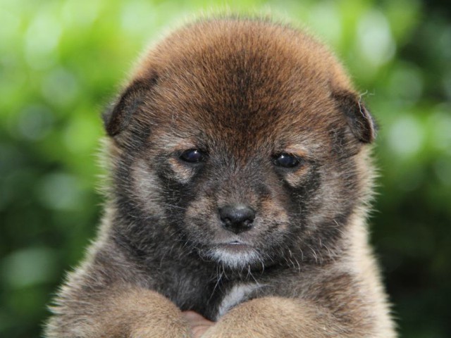 IMG_3683-shibainu-puppy IMG_3683-shibainu-puppy