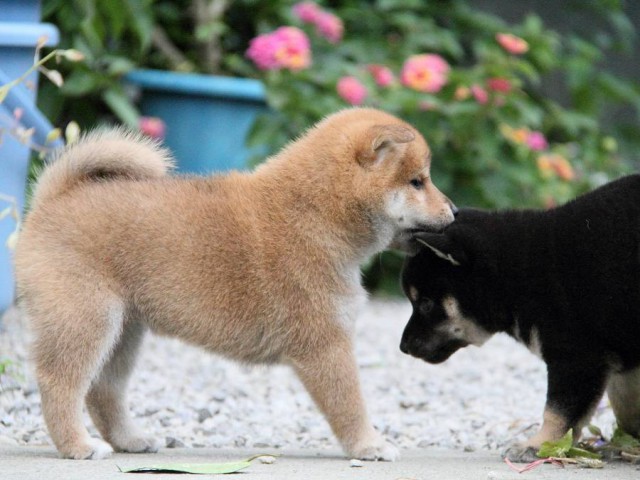 IMG_3685shibainu-puppy-shibainu Puppy IMG_3685shibainu-puppy-shibainu Puppy