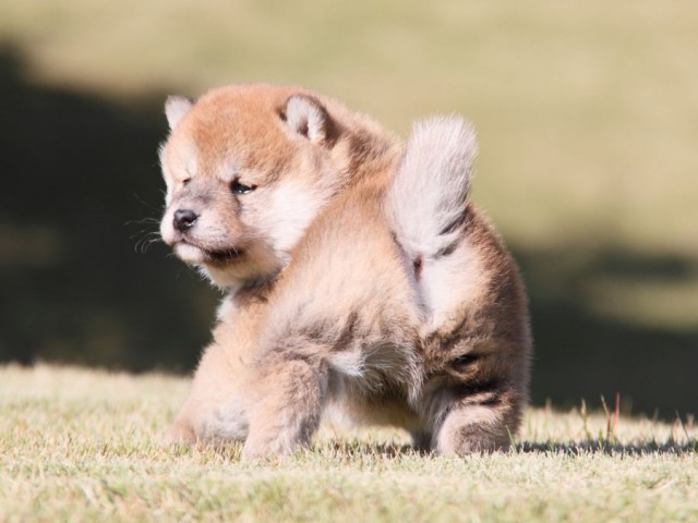 IMG_3686-shibainu-koinu IMG_3686-shibainu-koinu