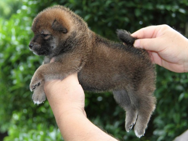 IMG_3686-shibainu-puppy IMG_3686-shibainu-puppy