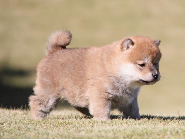 IMG_3691-shibainu-koinu IMG_3691-shibainu-koinu