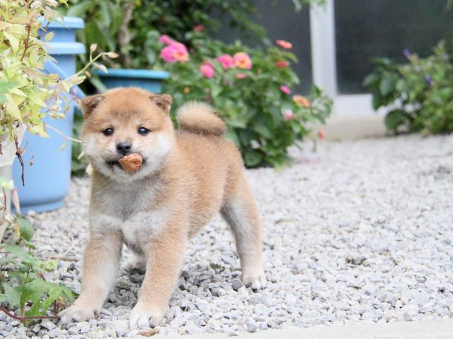 IMG_3691shibainu-puppy-shibainu Puppy IMG_3691shibainu-puppy-shibainu Puppy