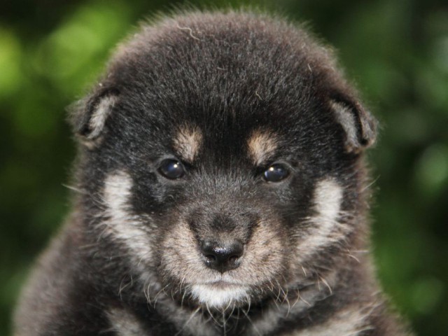 IMG_3717-shibainu-puppy IMG_3717-shibainu-puppy