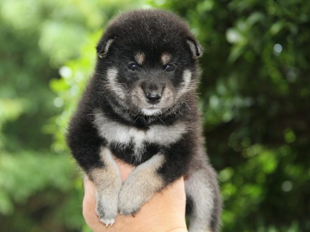 IMG_3720-shibainu-puppy IMG_3720-shibainu-puppy
