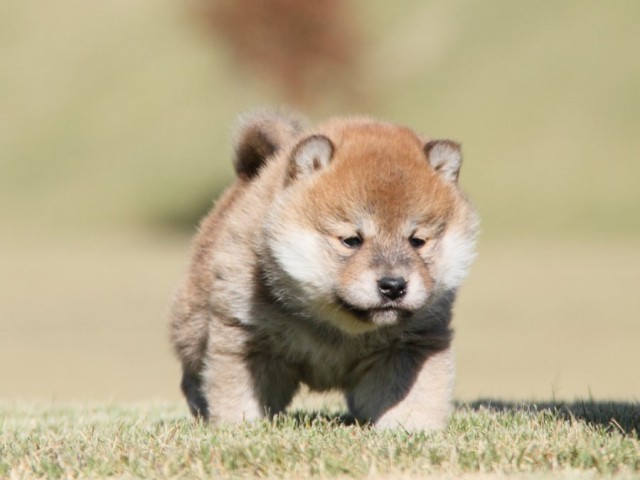 IMG_3723-shibainu-koinu IMG_3723-shibainu-koinu