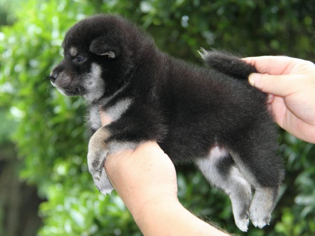 IMG_3723-shibainu-puppy IMG_3723-shibainu-puppy