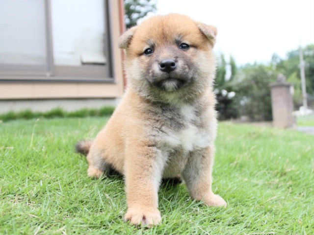IMG_3739shiba IMG_3739shiba