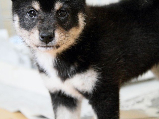 IMG_3740shibainu-puppy-shibainu Puppy IMG_3740shibainu-puppy-shibainu Puppy