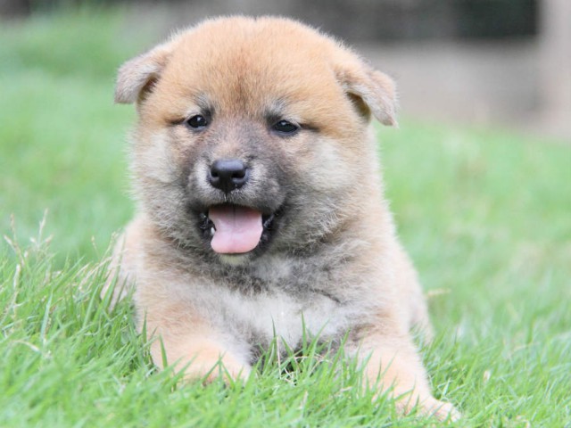IMG_3751shiba IMG_3751shiba