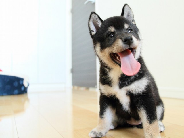 IMG_3755shibainu-puppy-shibainu Puppy IMG_3755shibainu-puppy-shibainu Puppy