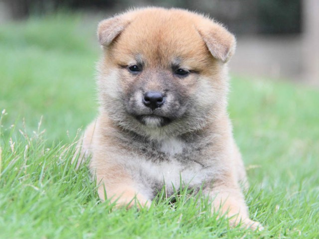 IMG_3756shiba IMG_3756shiba
