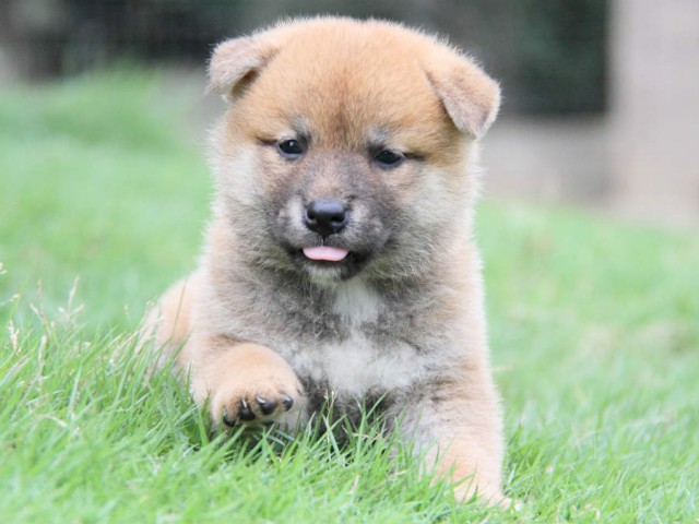 IMG_3758shiba IMG_3758shiba