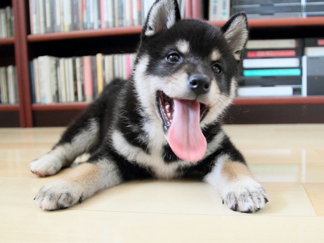 IMG_3770shibainu-puppy-shibainu Puppy IMG_3770shibainu-puppy-shibainu Puppy