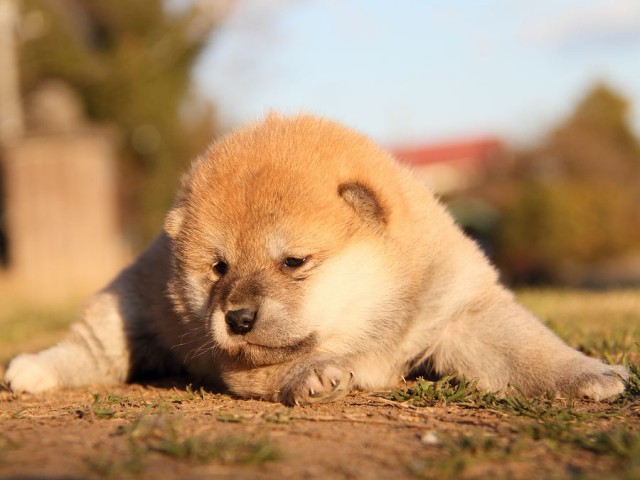 IMG_3775--shibainu Puppy IMG_3775--shibainu Puppy