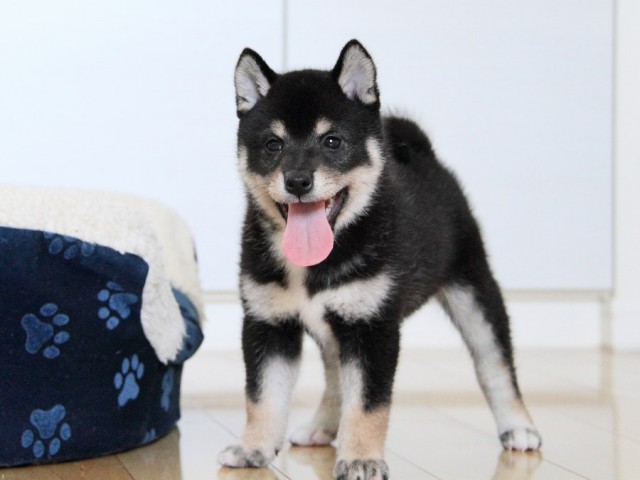 IMG_3777shibainu-puppy-shibainu Puppy IMG_3777shibainu-puppy-shibainu Puppy