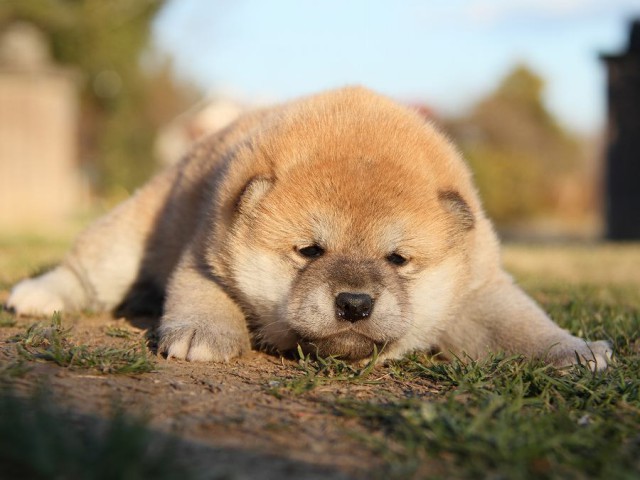 IMG_3783--shibainu Puppy IMG_3783--shibainu Puppy