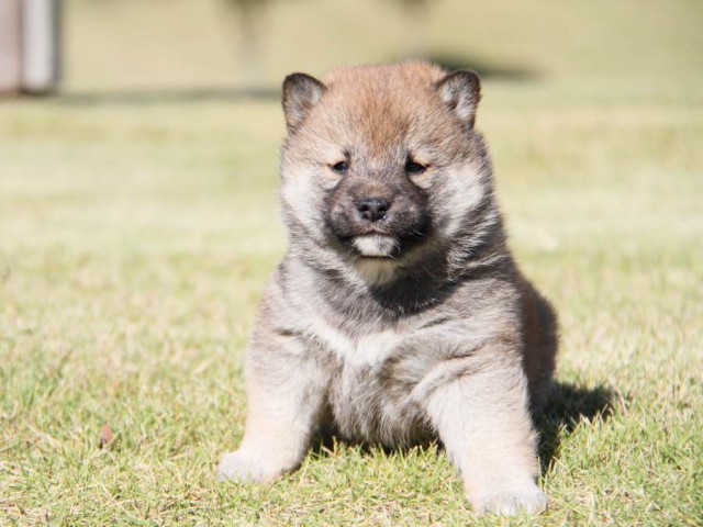 IMG_3784-shibainu-koinu IMG_3784-shibainu-koinu