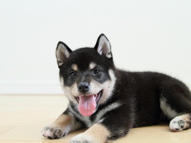 IMG_3785shibainu-puppy-shibainu Puppy IMG_3785shibainu-puppy-shibainu Puppy