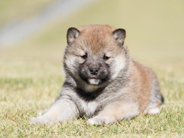 IMG_3789-shibainu-koinu IMG_3789-shibainu-koinu