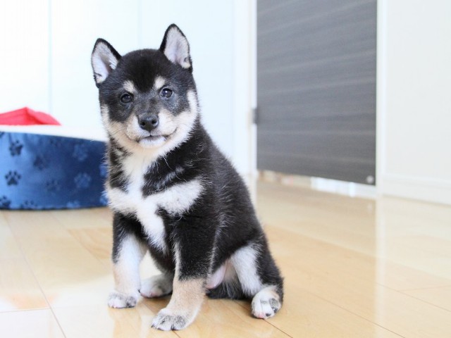 IMG_3791shibainu-puppy-shibainu Puppy IMG_3791shibainu-puppy-shibainu Puppy
