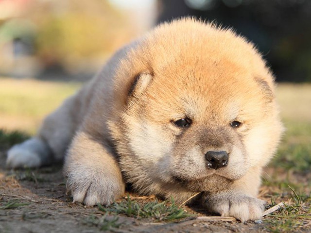 IMG_3792--shibainu Puppy IMG_3792--shibainu Puppy