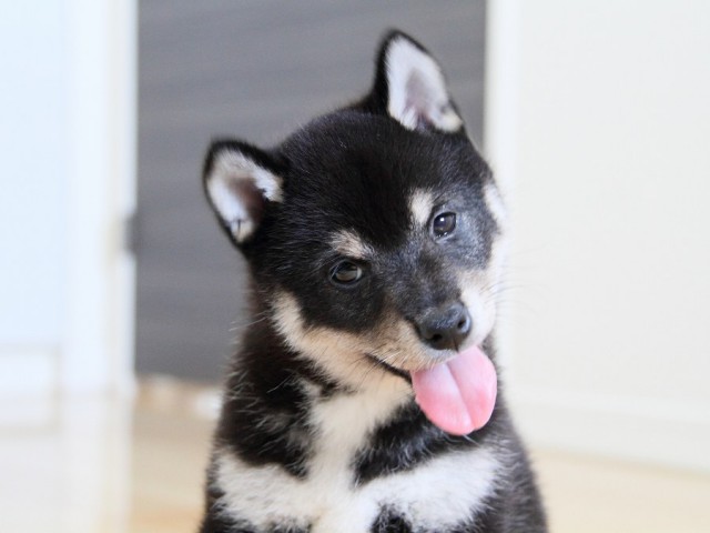 IMG_3792shibainu-puppy-shibainu Puppy IMG_3792shibainu-puppy-shibainu Puppy