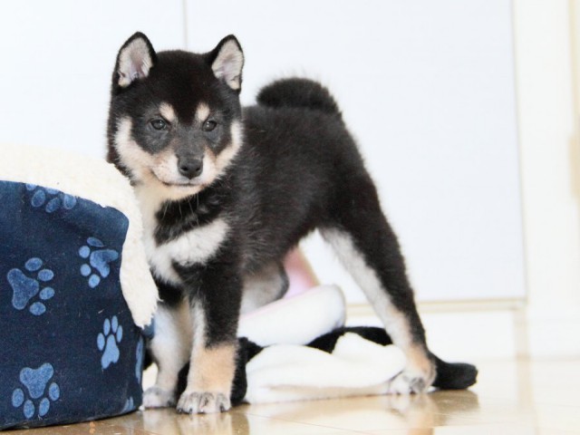 IMG_3832shibainu-puppy-shibainu Puppy IMG_3832shibainu-puppy-shibainu Puppy