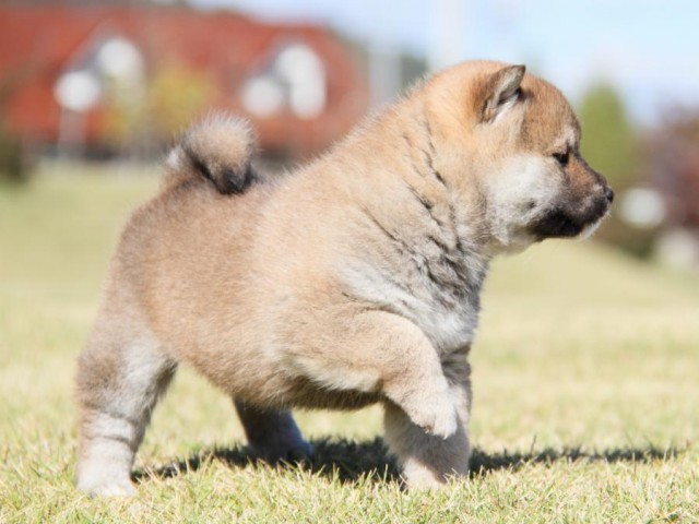 IMG_3882-shibainu-koinu