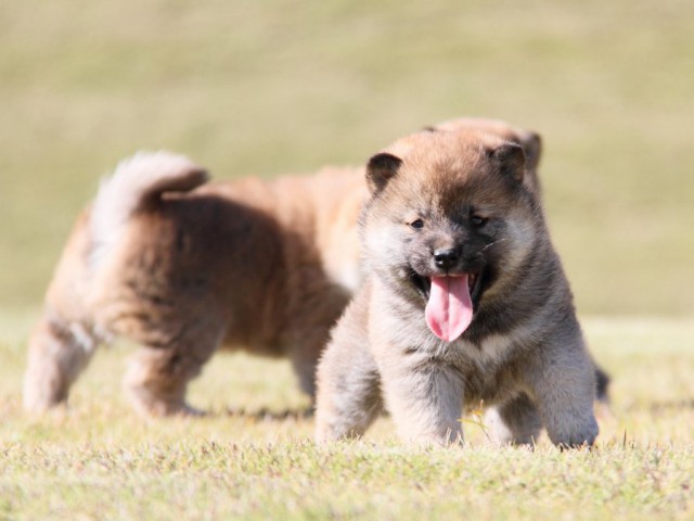 IMG_3901-shibainu-koinu IMG_3901-shibainu-koinu