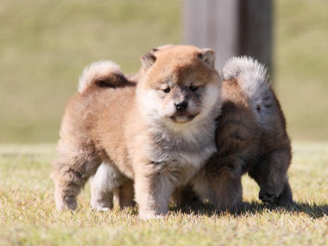 IMG_3912-shibainu-koinu IMG_3912-shibainu-koinu