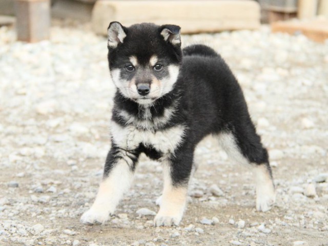 IMG_4078-shibainu-koinu IMG_4078-shibainu-koinu